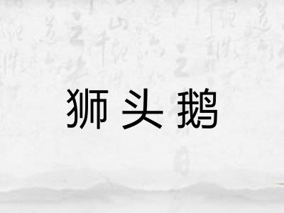 狮头鹅 狮头鹅