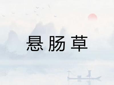 悬肠草