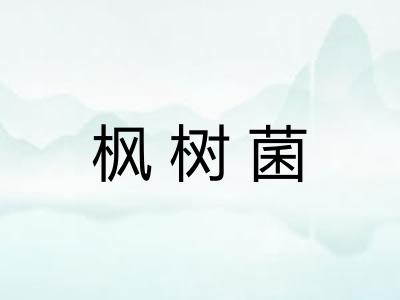 枫树菌 枫树菌