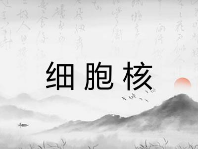 细胞核 细胞核
