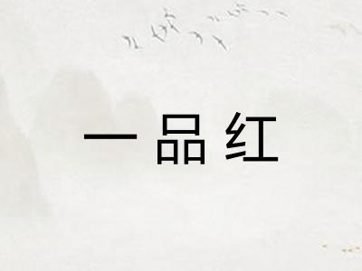 一品红 一品红