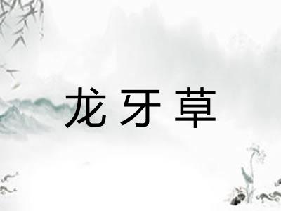龙牙草 龙牙草