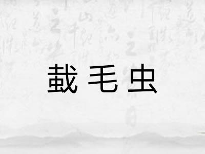 蛓毛虫 蛓毛虫