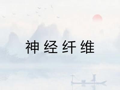 神经纤维 神经纤维